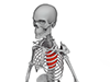 Heart | Skeleton | Skeleton | Specimen --Free Illustration Material --Medical Care | Nursing Care | Hospital | Person
